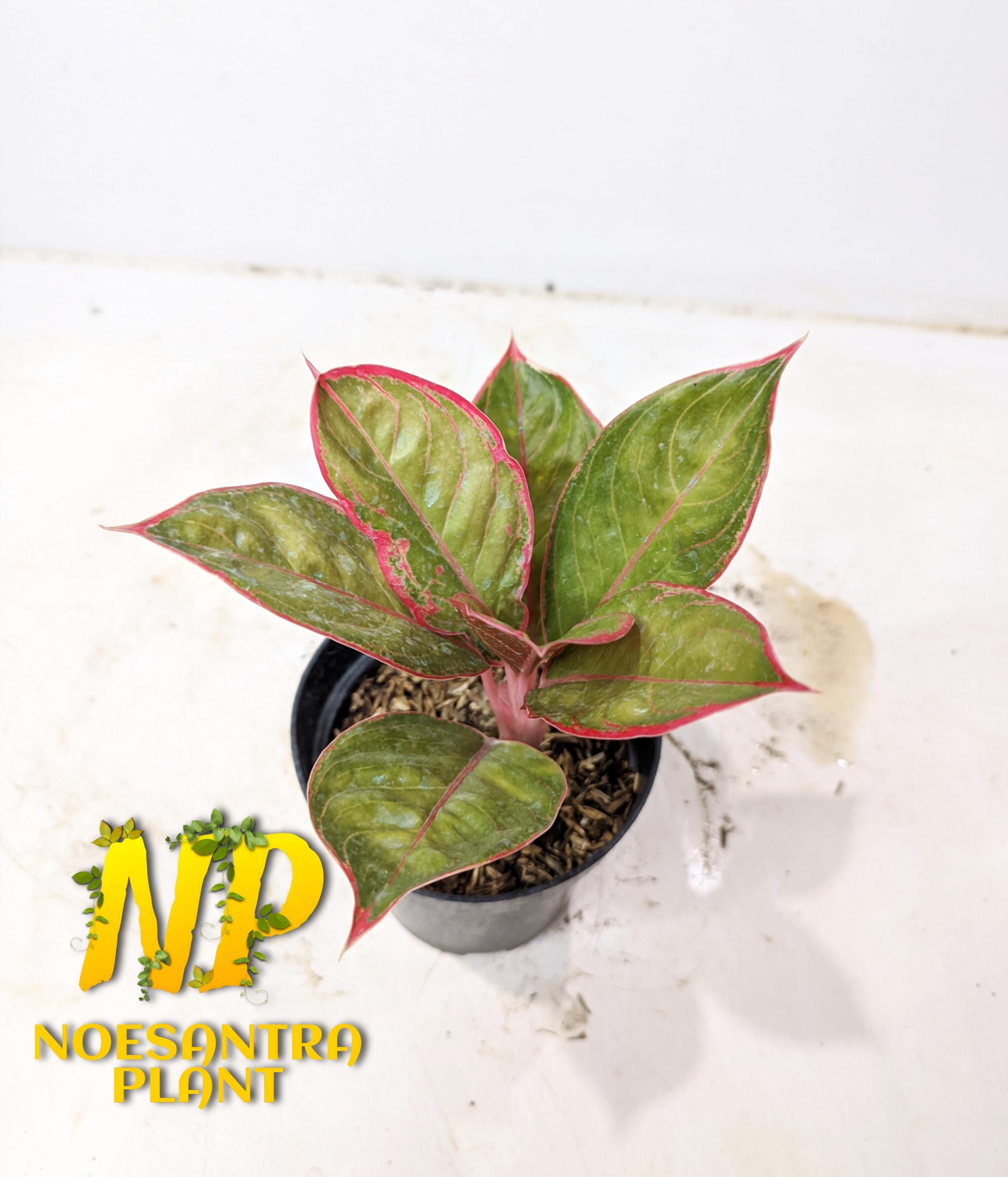Aglaonema khanza - Etsy 日本