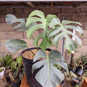 monstera kaufen online Monstera Deliciosa | 70cm | Online kaufen main image 0