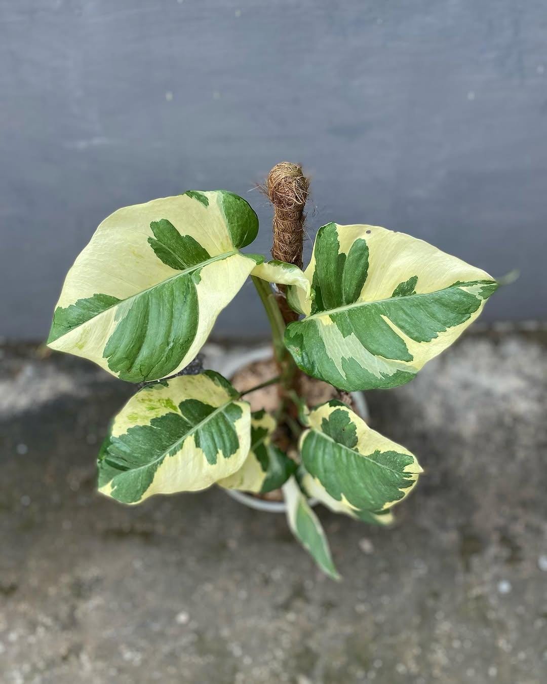 Epipremnum giganteum variegated - Etsy 日本