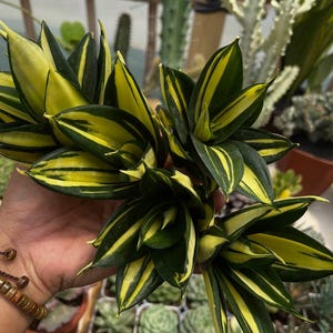 Sansevieria Concinna - Etsy Denmark
