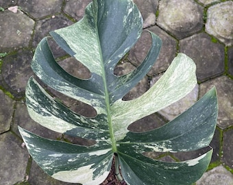 1 feuille de menthe de la jungle de Monstera, forme panachée de grande taille
