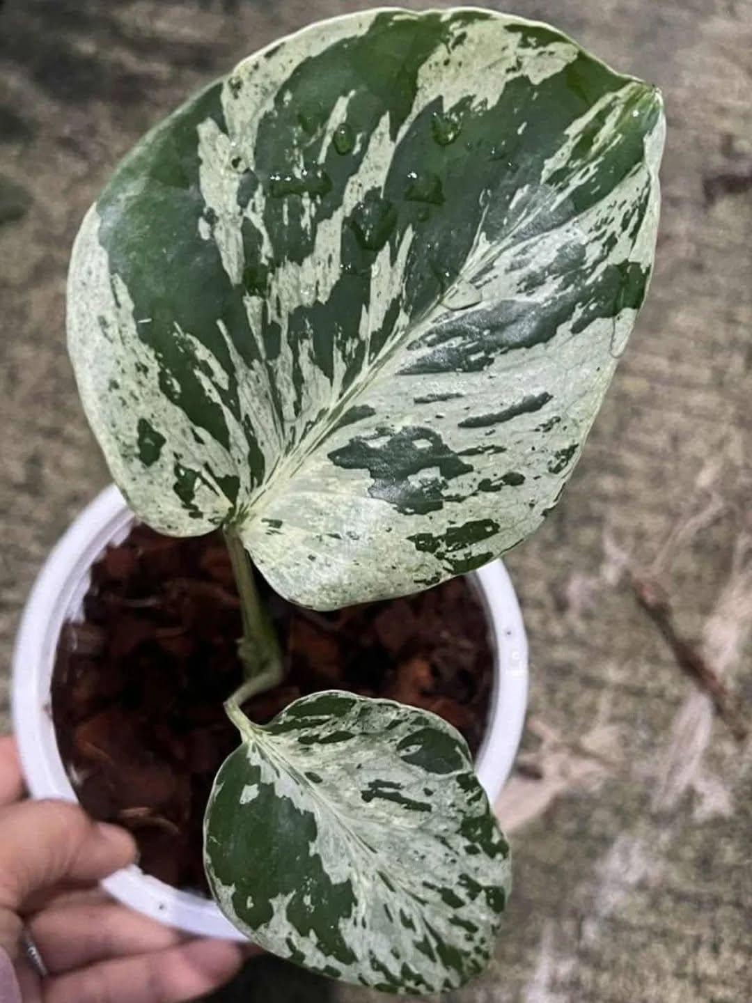 Bulbasaur monstera - Etsy 日本