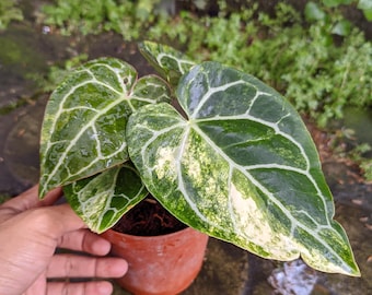 アンスリウム パピリラミナム×グリーンマンバ 斑入り - Etsy 日本