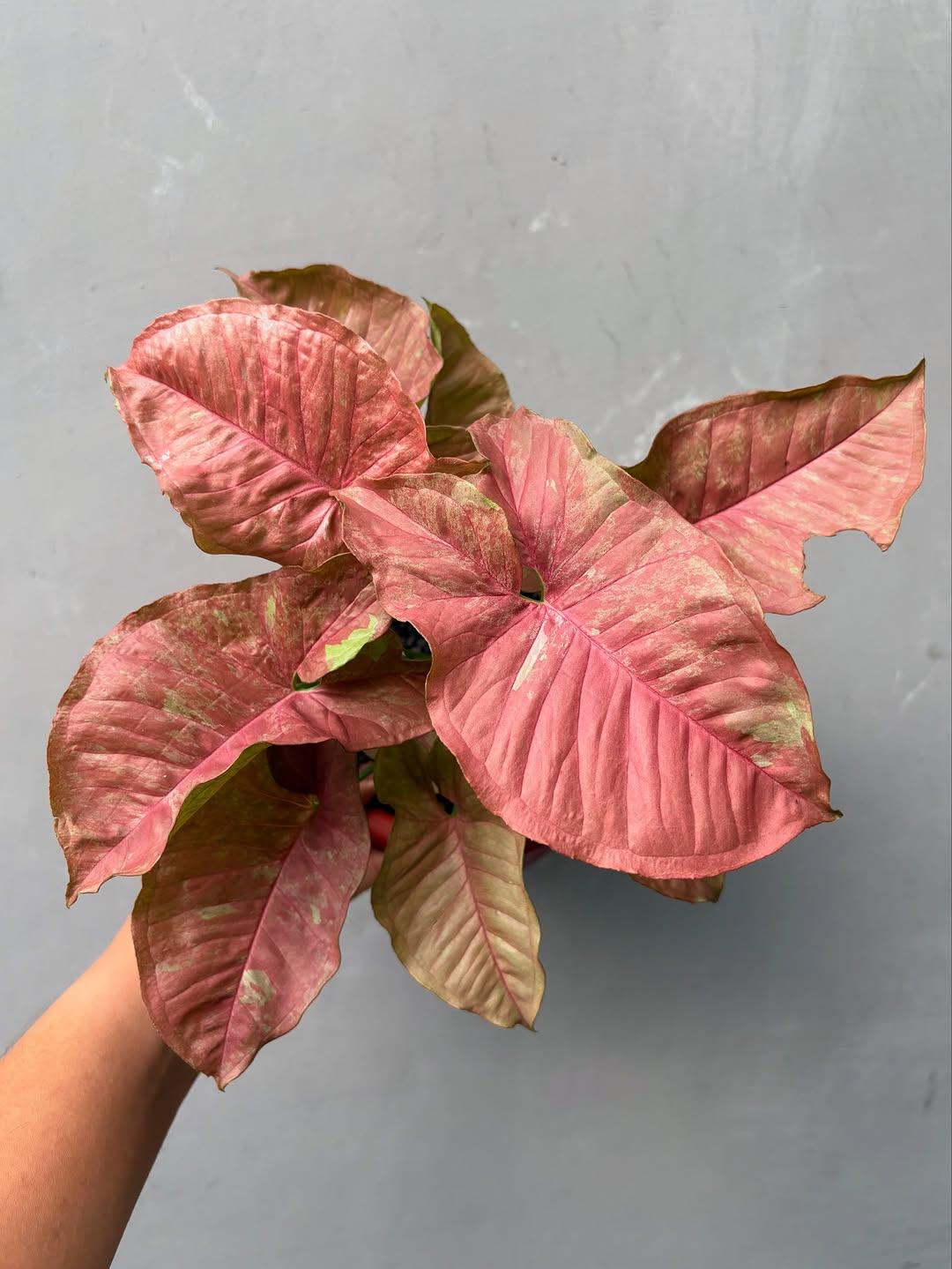 Syngonium pink venom - Etsy 日本
