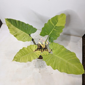 Philodendron jungle fever - Etsy 日本