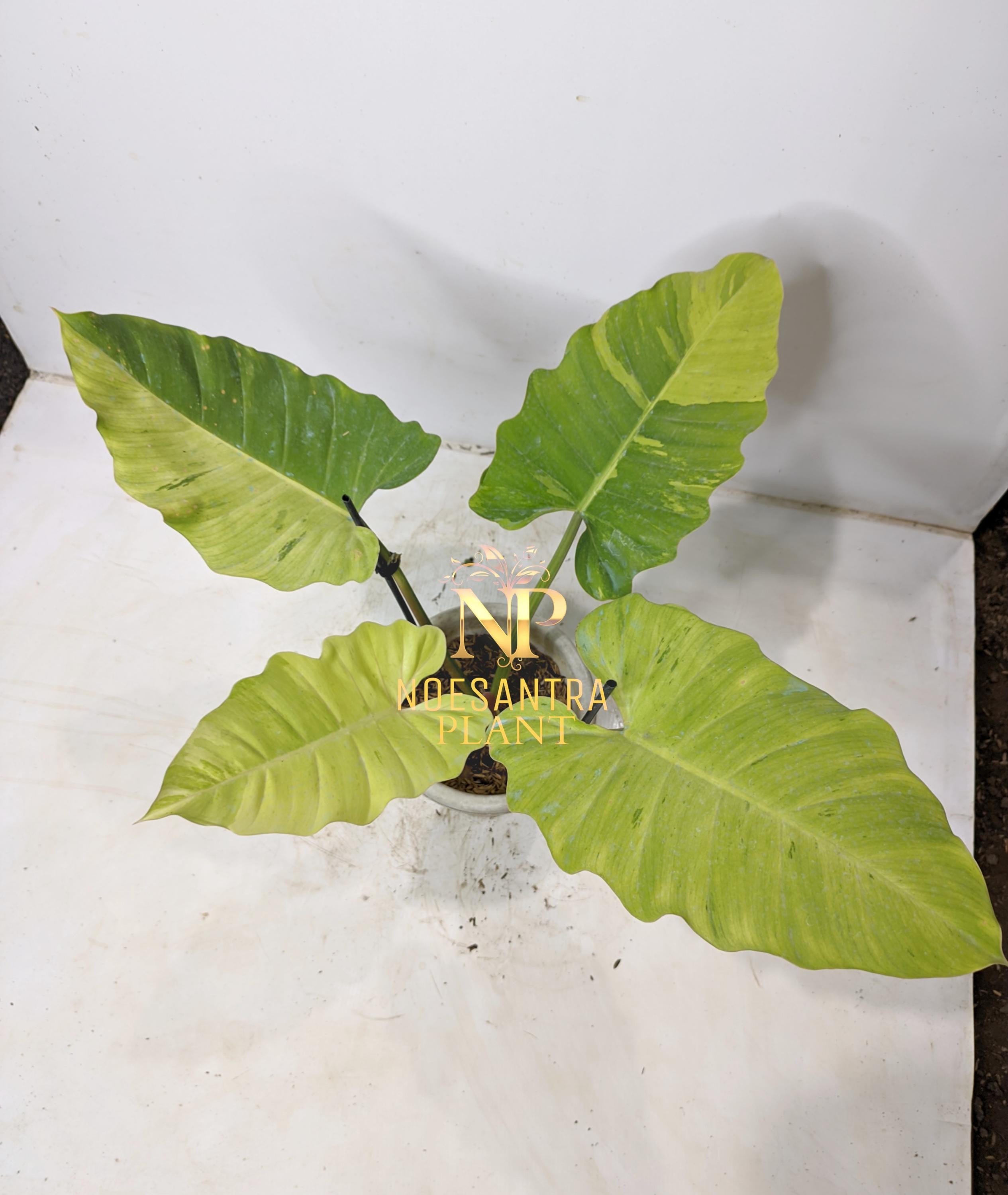 超希少❗️美斑❗️フィロデンドロン　ジャングルフィーバー　斑入り✨ 超希少❗️美斑❗️フィロデンドロン ジャングルフィーバー 斑入り