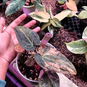 May include: A potted Anthurium plant featuring heart-shaped leaves with variegated patterns in shades of dark green, cream, and soft pink. The plant is housed in a white plastic pot filled with dark potting medium and includes a small plant tag.