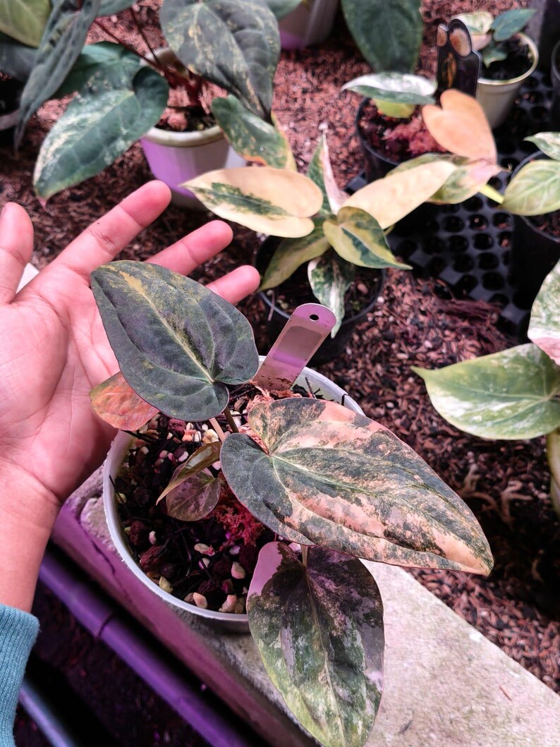 May include: A potted Anthurium plant featuring heart-shaped leaves with variegated patterns in shades of dark green, cream, and soft pink. The plant is housed in a white plastic pot filled with dark potting medium and includes a small plant tag.