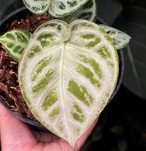 希少※アンスリウム シンバーブラッシュクローム 希少※アンスリウム