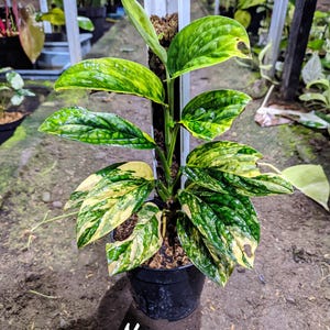 Monstera Karstenianum Peru Brokig Verklig Växt