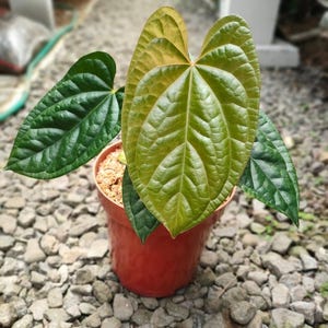 Op de afbeelding: Een potplant met grote, getextureerde groene bladeren. De bladeren hebben prominente nerven en een glanzend uiterlijk. De plant staat in een roodbruine pot, tegen een achtergrond van kleine grijze stenen. De bladeren hebben een verloop van groen en geel.