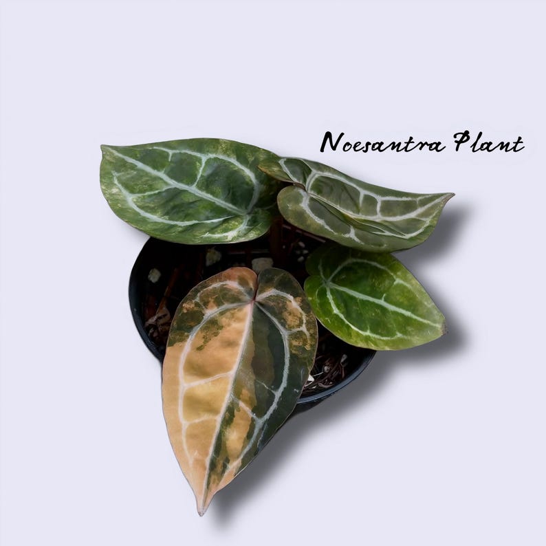 Puede incluir: Vista cenital de una planta Noesantra en maceta. La planta presenta hojas grandes en forma de coraz&oacute;n con patrones verdes, amarillos y blancos. Las hojas tienen venas blancas prominentes. La maceta es negra y el fondo es blanco.