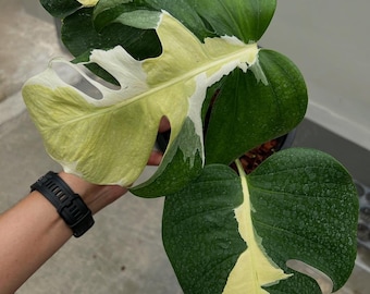 Monstera de 3 hojas, color blanco lava, hojas variegadas de forma muy bella.