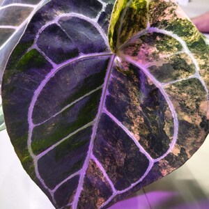 May include: Close-up of a large, heart-shaped leaf with a dark green base color and a network of white veins. The leaf has areas of yellow and tan variegation. The leaf is part of a plant, likely an Anthurium.