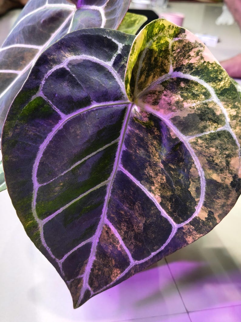 May include: Close-up of a large, heart-shaped leaf with a dark green base color and a network of white veins. The leaf has areas of yellow and tan variegation. The leaf is part of a plant, likely an Anthurium.