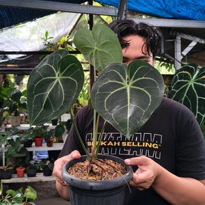 Skönhet Verklig Bild Anthurium Clarinervium Black Diamond Unik Mörkbladsväxt