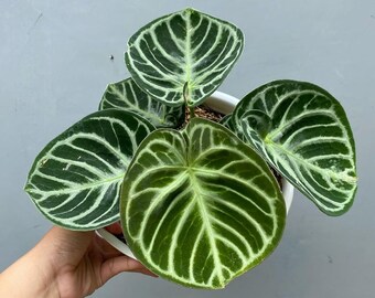 Anthurium (Dreamweaver x Sam's) x Red Crystallinum Wide Sinus