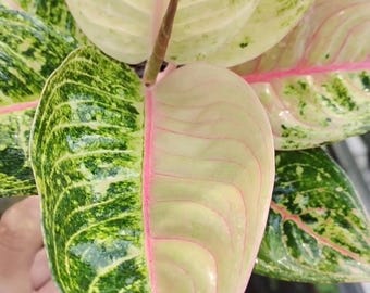 Aglaonema Glücks Mutation