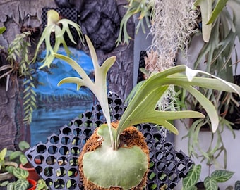 Platycerium Willinckii Asurada Sporeling - Etsy