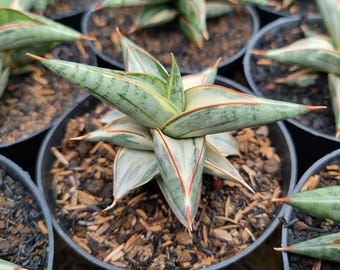 Sansevieria Clon Azul Planta Serpiente Variegada