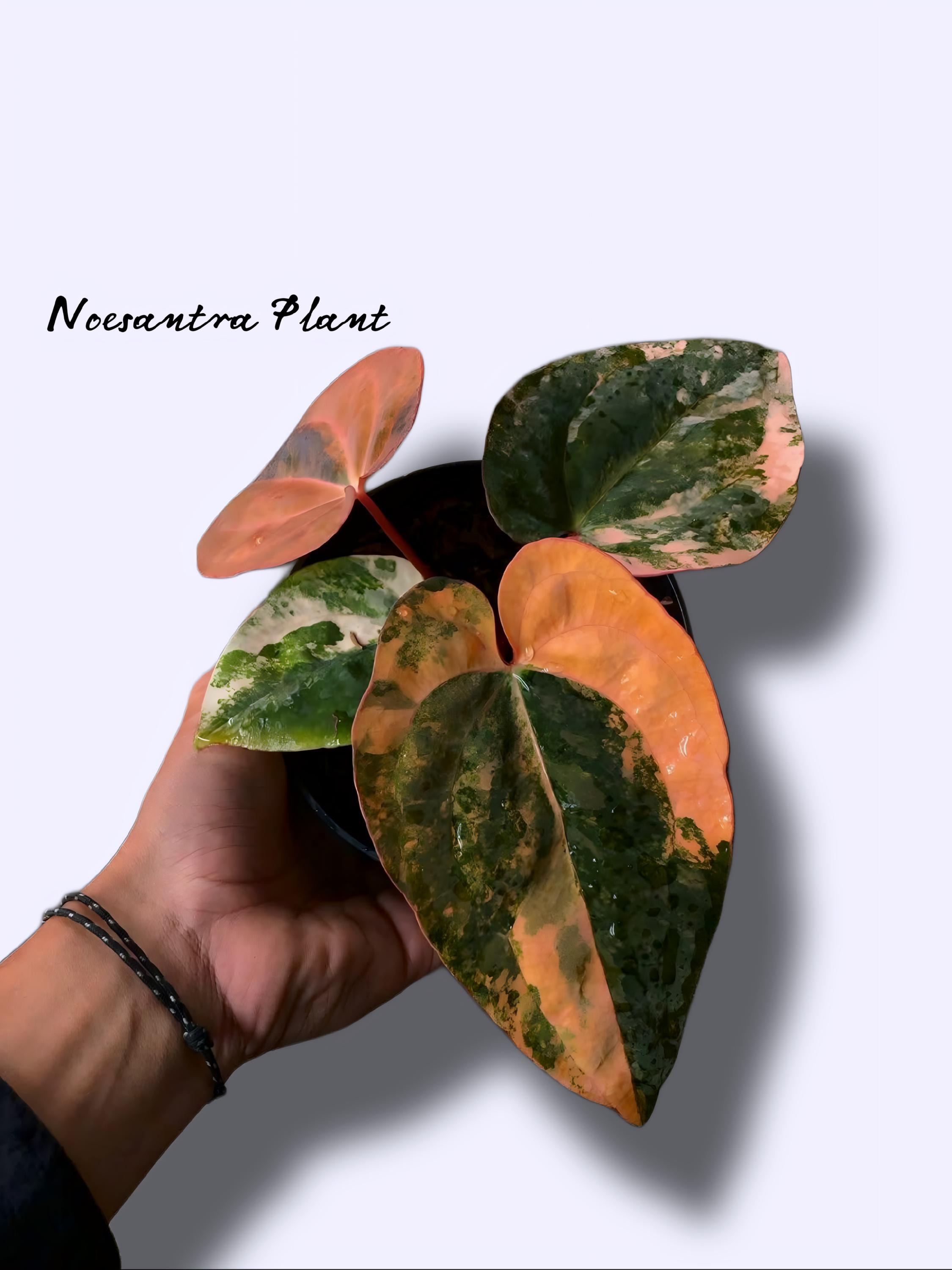 Anthurium dark phoenix - Etsy 日本