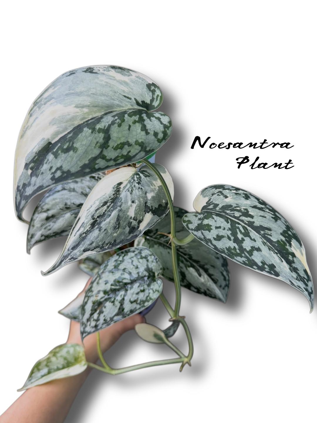 Scindapsus Mariposa - Etsy