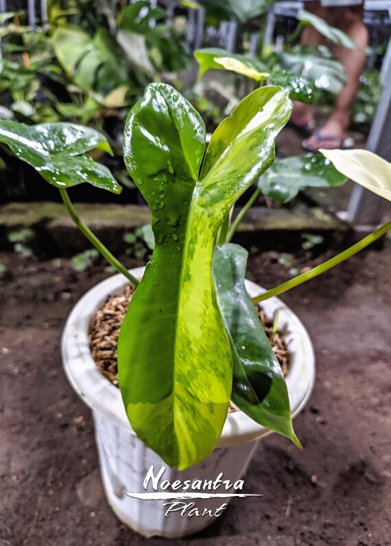 Real Pick Philodendron Paradise [flobe X Paradise Beauty