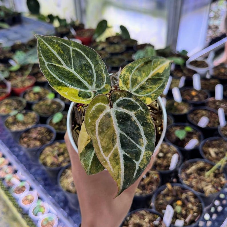 May include: A potted plant with large, heart-shaped leaves. The leaves are a mix of dark green, yellow, and white, with prominent white veining. The plant is in a white pot, and the background shows other potted plants.