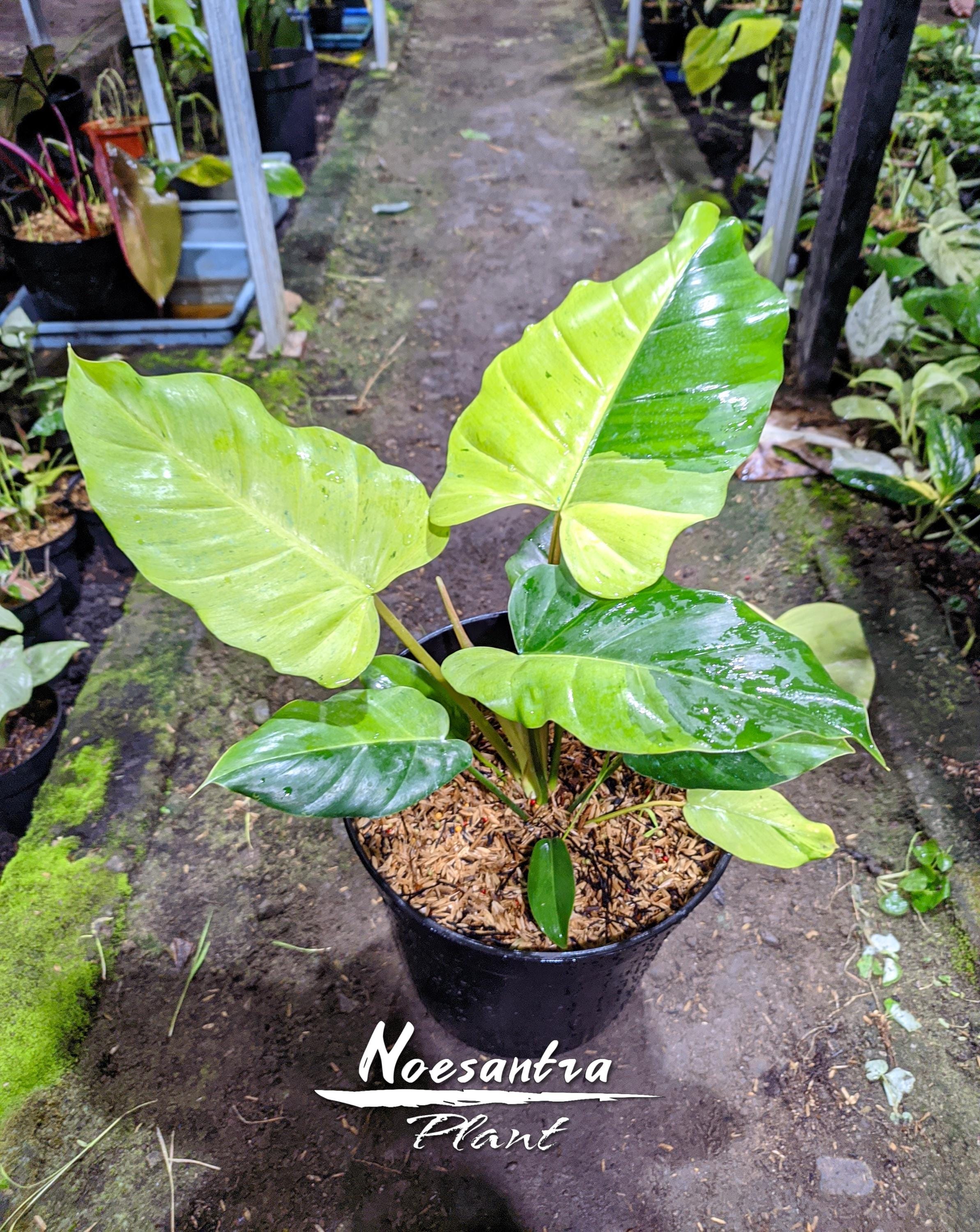 超希少❗️美斑❗️フィロデンドロン　ジャングルフィーバー　斑入り✨ 超希少❗️美斑❗️フィロデンドロン ジャングルフィーバー 斑入り