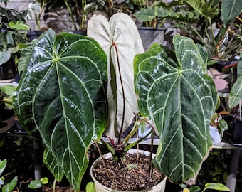 Anthurium Crystallinum Big Size Big Form Leaves Actual Plant Beauty