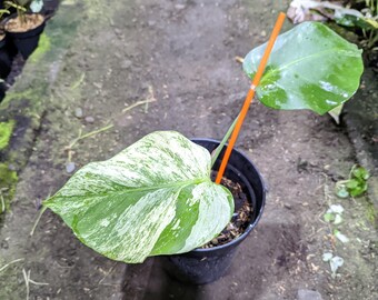 Monstera Devil Panaschierte Riesen Zimmerpflanze 2 Samen - Etsy sterreich