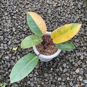 斑入りフィロデンドロン レッドコンゴ、3インチ鉢植え - Etsy 日本