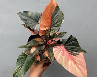 ホマロメナ ピンクダイヤモンド 斑入り (M) - Etsy 日本