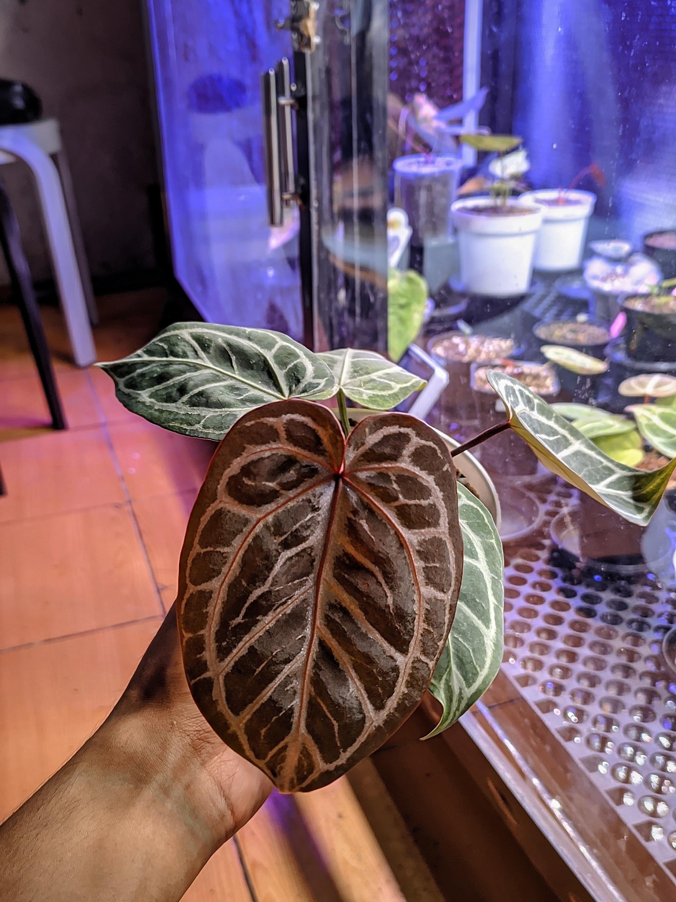 Anthurium Red Tiger - Etsy