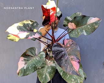 Filodendro Pink Princess Galaxy F1 Variegado, tamanho adulto muito grande, da Real Pict Beauty.