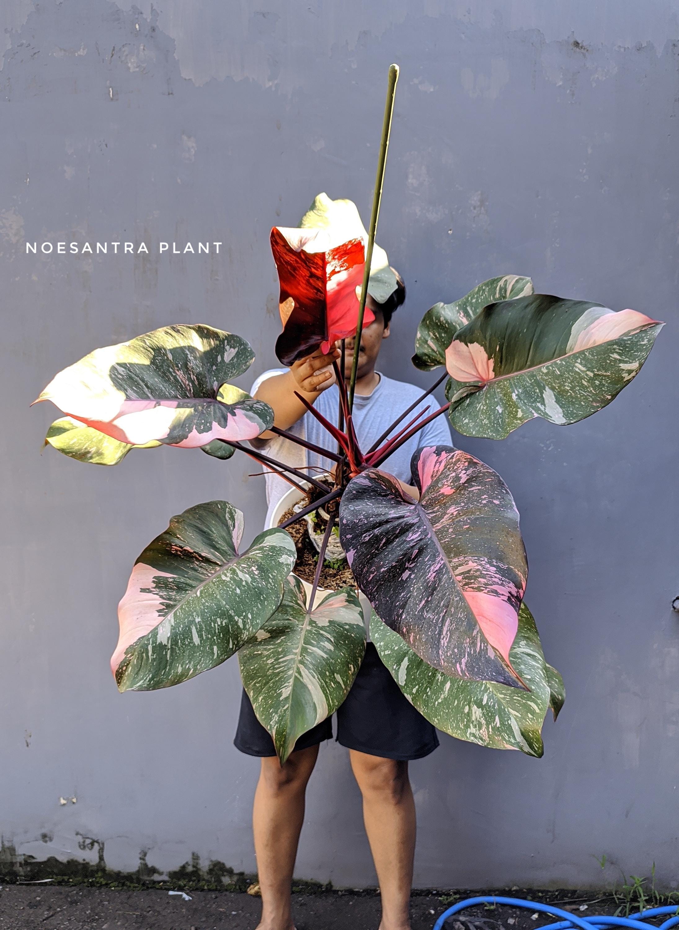 Pink princess philodendron large - Etsy.de