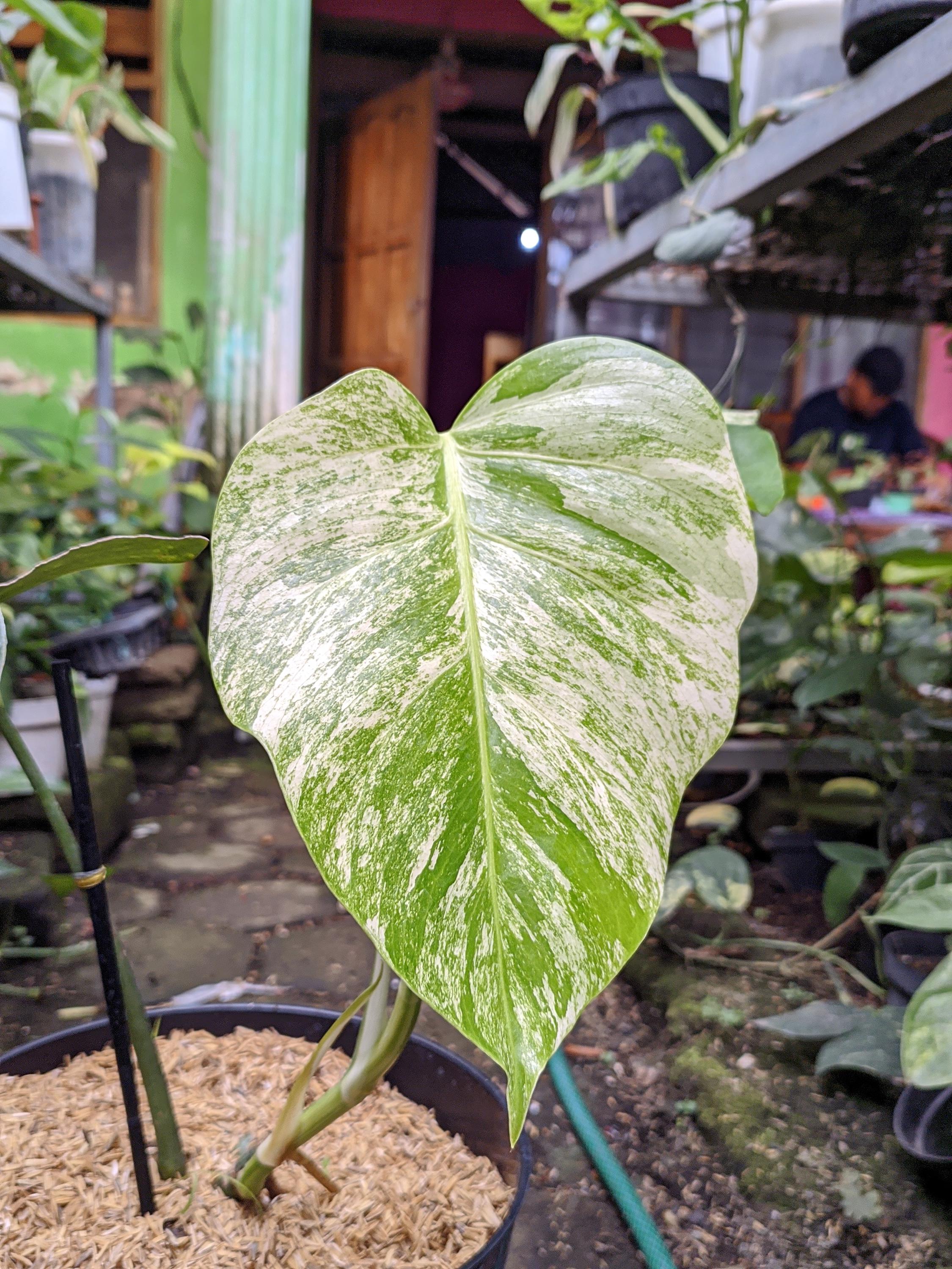 Monstera devil monster - Etsy 日本