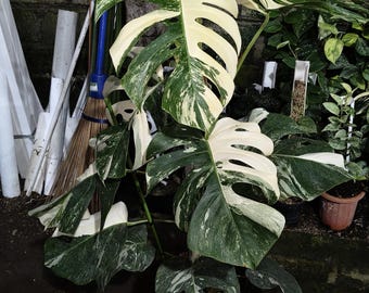 Echte Bild Monstera Albo variierte Reifen große Form Größe