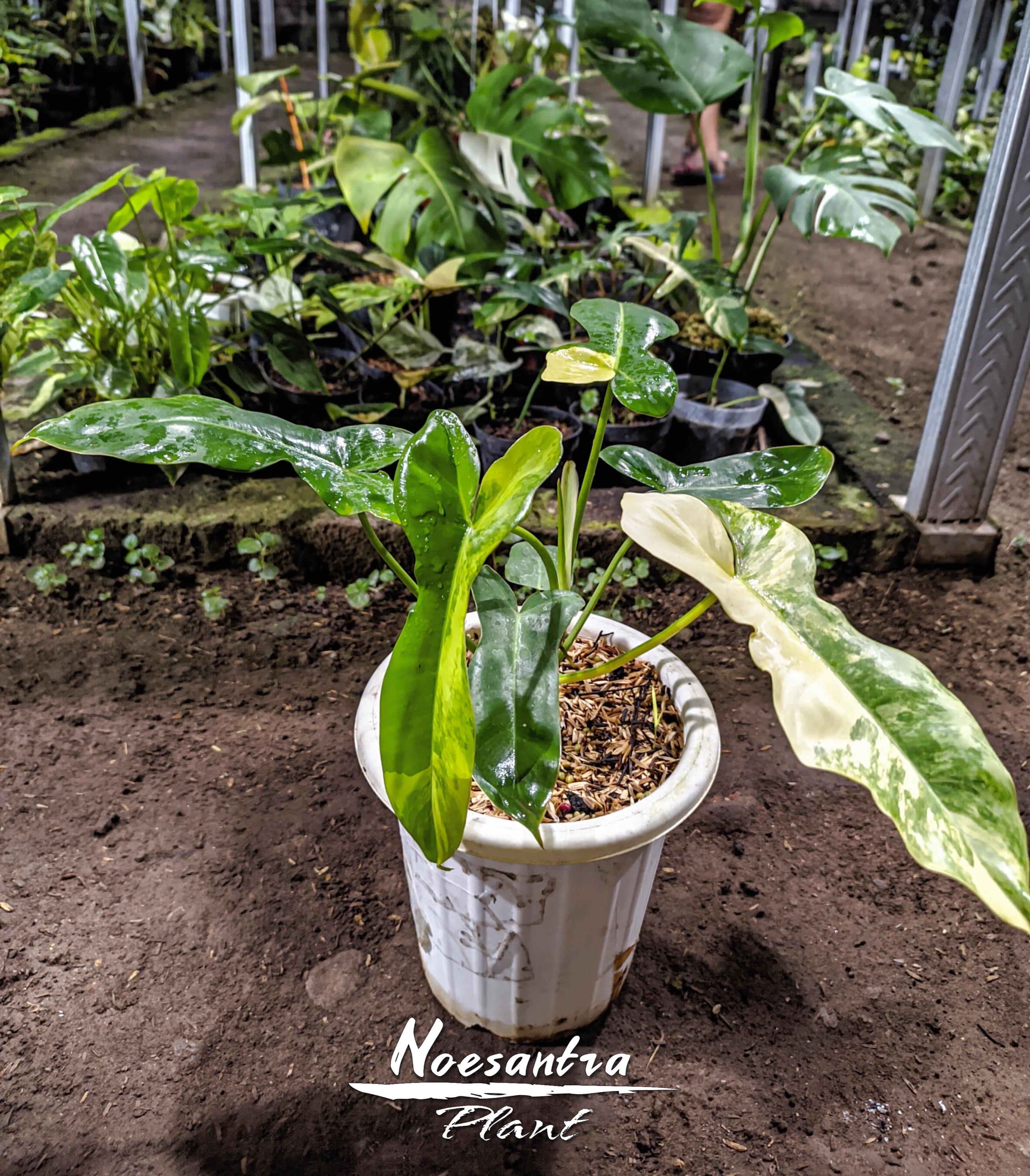 ピンクハウス ピコフリル&ピンタックドロワーズ Real Pick Philodendron Paradise [flobe X Paradise Beauty