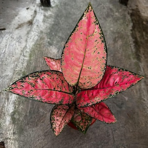 Aglaonema Ruby Super Pink