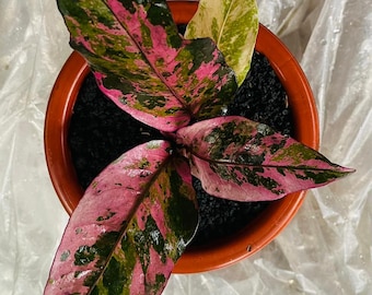 Anthurium Hookeri Pink Plant - Etsy