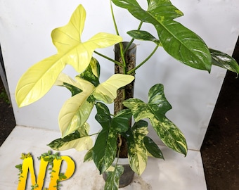 philodendron malay gold Philodendron Golden Crocodile main image 0