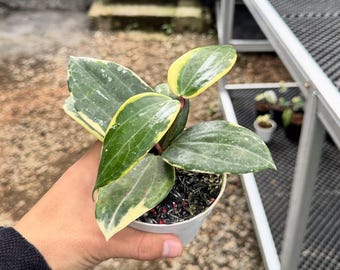 Hoya Krinkle 8 Albo Albomarginata - Etsy