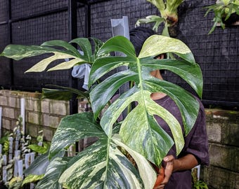 Monstera Jungle Mint Variegated Duży Rozmiar Prawdziwy Pick