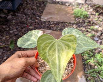May include: A houseplant in an orange pot, featuring large, heart-shaped leaves with a mix of green and yellow variegation. The plant is held by a hand. The pot contains soil.