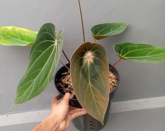 Anthurium Red Spider Beauty Leaf medelstor