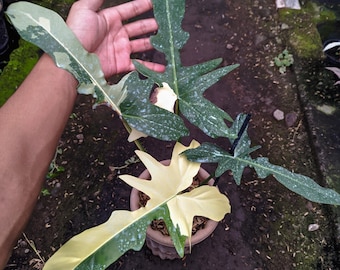 Philodendron Golden Dragon Variegated Real Picture