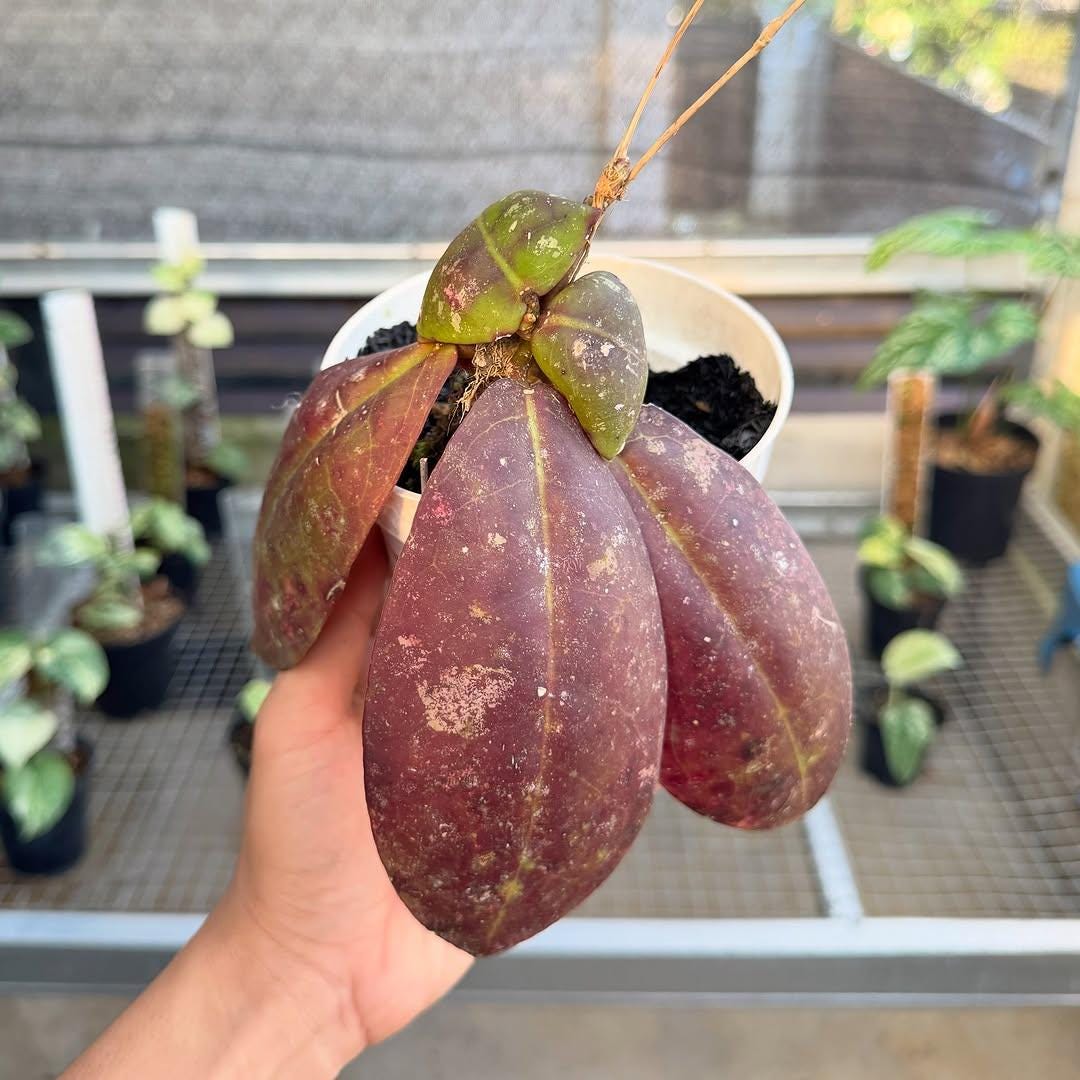Hoya mitrata - Etsy 日本