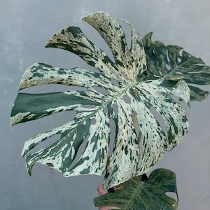 Puede incluir: Primer plano de una hoja variegada de planta Monstera. La hoja grande es una mezcla de verde oscuro y blanco, con patrones irregulares. La hoja tiene varios agujeros y se sostiene sobre un fondo gris. La planta es una planta de interior popular.