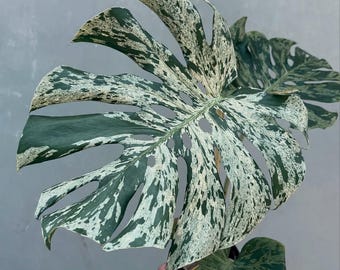 philodendron lemon lime vs moonlight Shop 'Philodendron Moonlight Plant' Care & Growing Guide main image 0